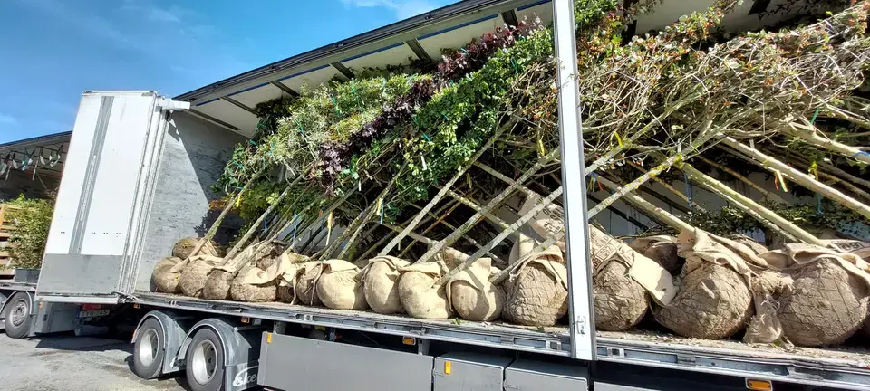 Hur träd levereras inför plantering