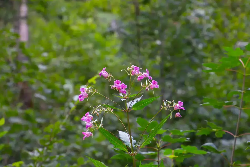 En stjälk med ljusgröna blad och små rosa blommor. En grön bakgrund syns utanför fokus.