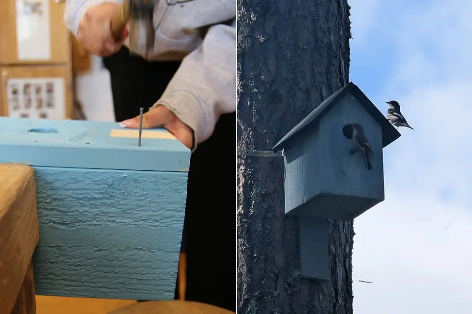 En person hamrar en spik i ett blått träblock.En blå fågelholk sitter fast i ett träd med en fågel på ingång,