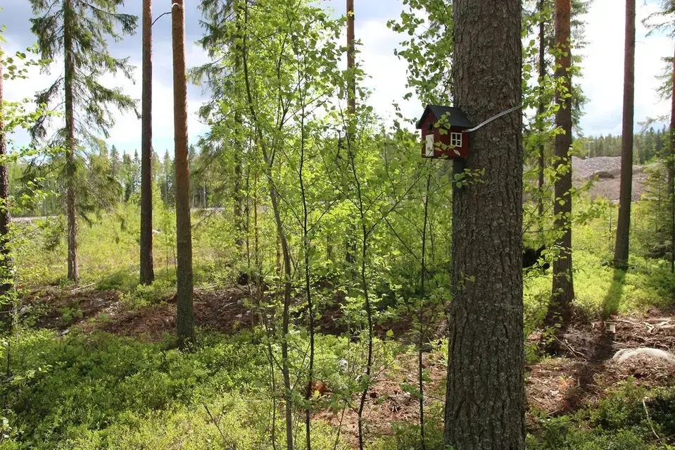 En fågelholk sitter fast i ett träd i en skogsmiljö.